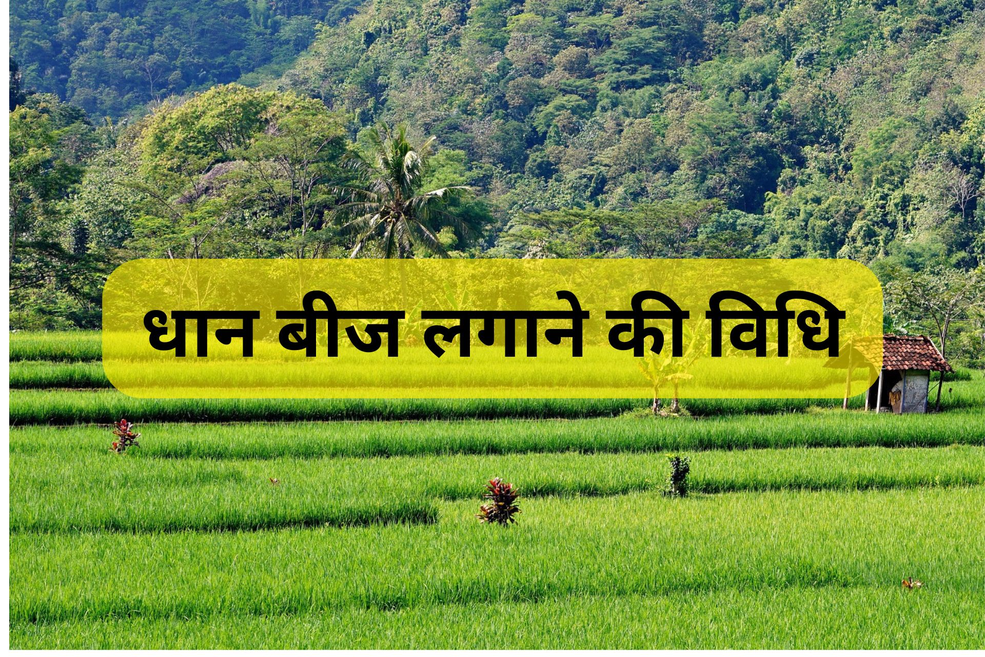 धान के हरे खेत की पृष्ठभूमि में 'धान बीज लगाने की विधि' शीर्षक वाली जानकारीपूर्ण छवि
