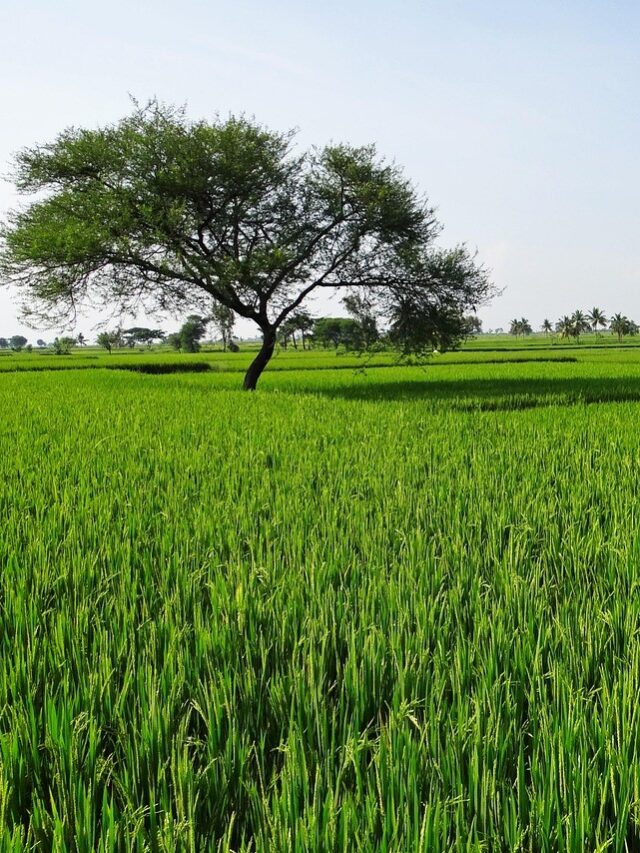 अच्छी फसल के लिए धान की सही रोपाई विधि