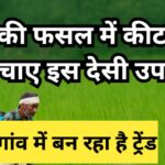 धान की फसल कीट नियंत्रण देसी उपाय