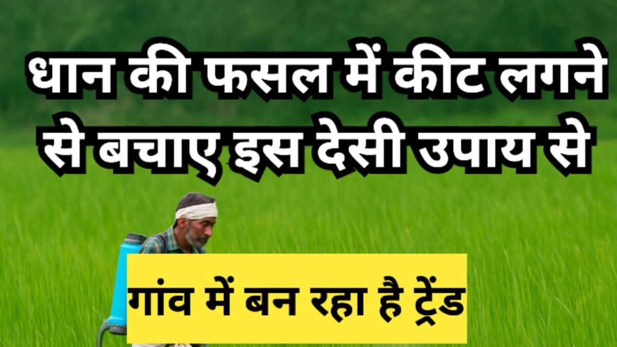 धान की फसल कीट नियंत्रण देसी उपाय