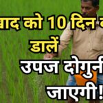 धान की फसल में खाद डालता किसान