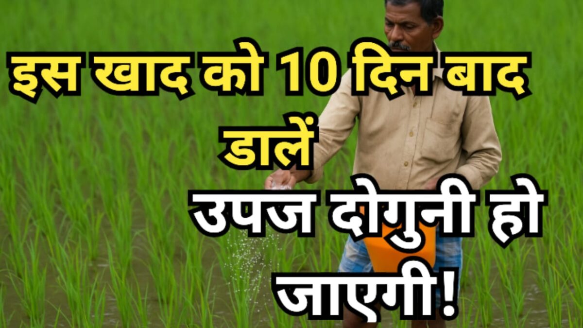 धान की फसल में खाद डालता किसान