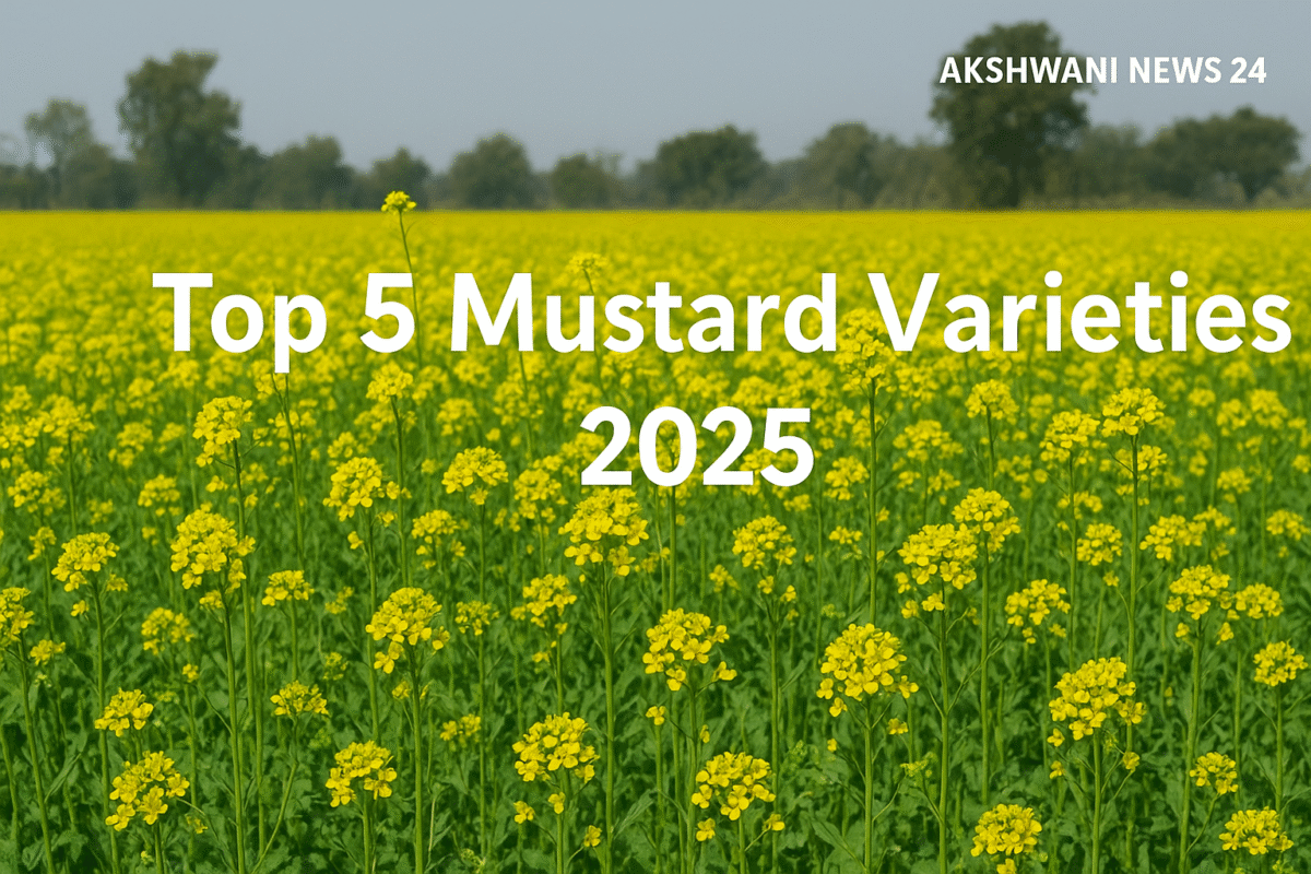 Top 5 Mustard Varieties 2025